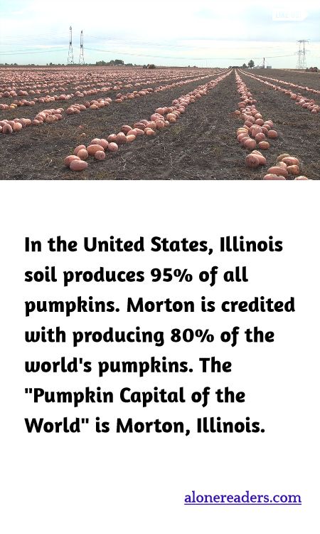 In the United States, Illinois soil produces 95% of all pumpkins. Morton is credited with producing 80% of the world's pumpkins. The "Pumpkin Capital of the World" is Morton, Illinois.