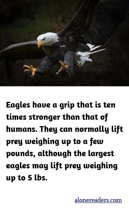 Eagles have a grip that is ten times stronger than that of humans. They can normally lift prey weighing up to a few pounds, although the largest eagles may lift prey weighing up to 5 lbs.