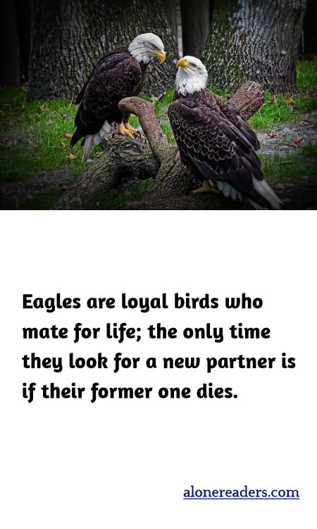Eagles are loyal birds who mate for life; the only time they look for a new partner is if their former one dies.