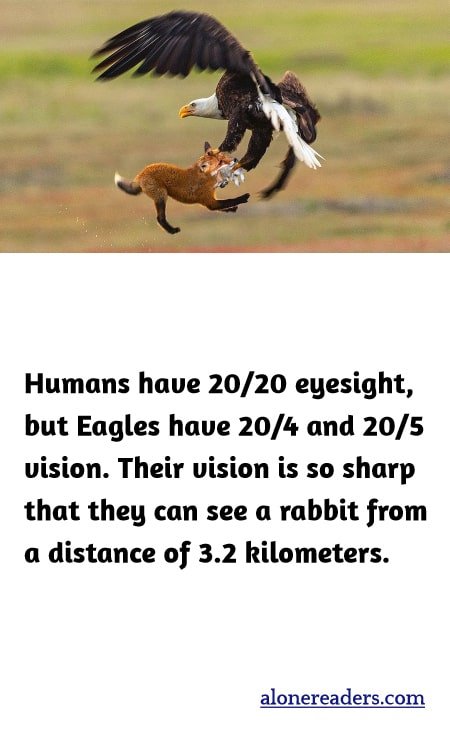 Humans have 20/20 eyesight, but Eagles have 20/4 and 20/5 vision. Their vision is so sharp that they can see a rabbit from a distance of 3.2 kilometers.