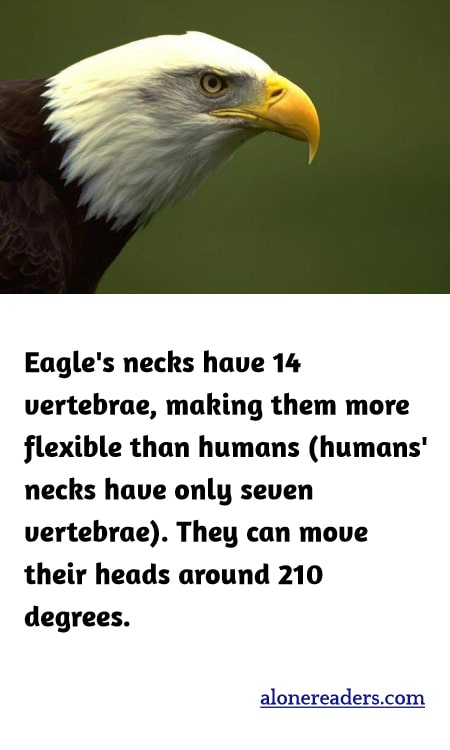 Eagle's necks have 14 vertebrae, making them more flexible than humans (humans' necks have only seven vertebrae). They can move their heads around 210 degrees.
