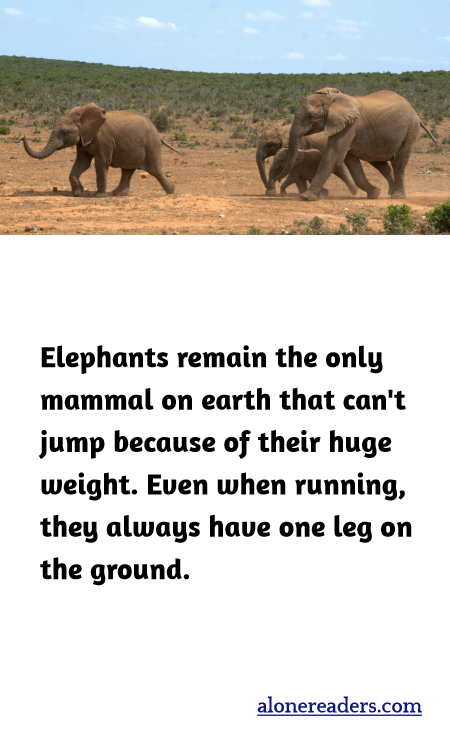 Elephants remain the only mammal on earth that can't jump because of their huge weight. Even when running, they always have one leg on the ground.