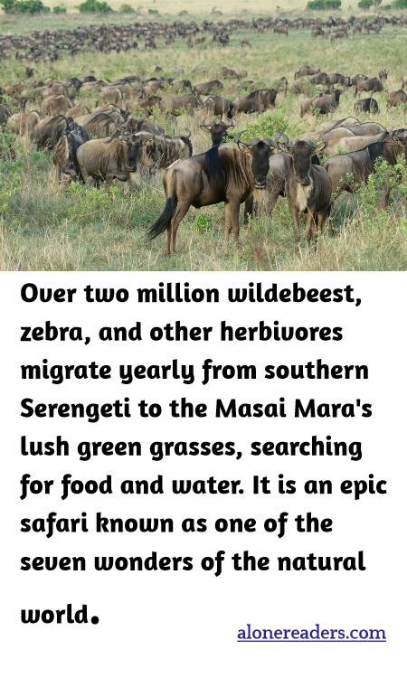 Over two million wildebeest, zebra, and other herbivores migrate yearly from southern Serengeti to the Masai Mara's lush green grasses, searching for food and water. It is an epic safari known as one of the seven wonders of the natural world.