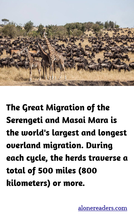 The Great Migration of the Serengeti and Masai Mara is the world's largest and longest overland migration. During each cycle, the herds traverse a total of 500 miles (800 kilometers) or more.