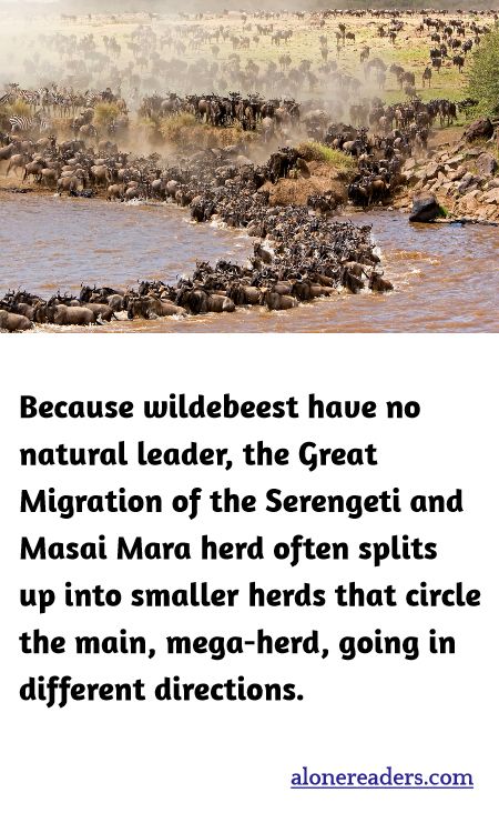 Because wildebeest have no natural leader, the Great Migration of the Serengeti and Masai Mara herd often splits up into smaller herds that circle the main, mega-herd, going in different directions.