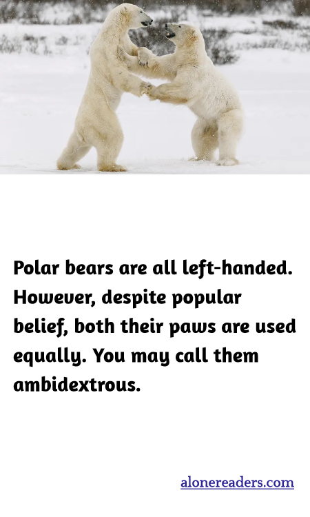 Polar bears are all left-handed. However, despite popular belief, both their paws are used equally. You may call them ambidextrous.