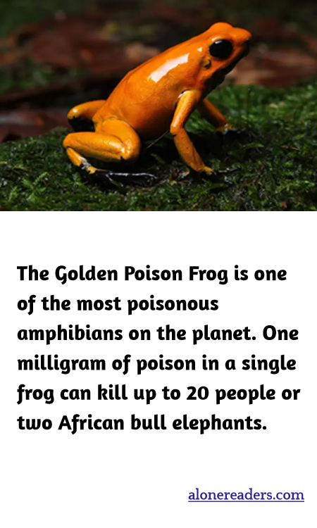 The Golden Poison Frog is one of the most poisonous amphibians on the planet. One milligram of poison in a single frog can kill up to 20 people or two African bull elephants.