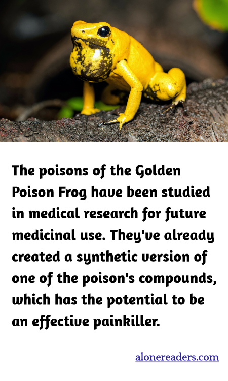 The poisons of the Golden Poison Frog have been studied in medical research for future medicinal use. They've already created a synthetic version of one of the poison's compounds, which has the potential to be an effective painkiller.