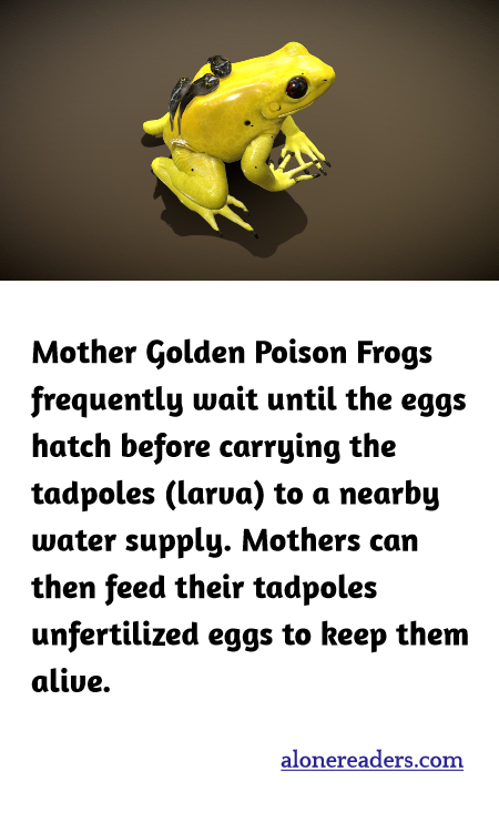 Mother Golden Poison Frogs frequently wait until the eggs hatch before carrying the tadpoles (larva) to a nearby water supply. Mothers can then feed their tadpoles unfertilized eggs to keep them alive.