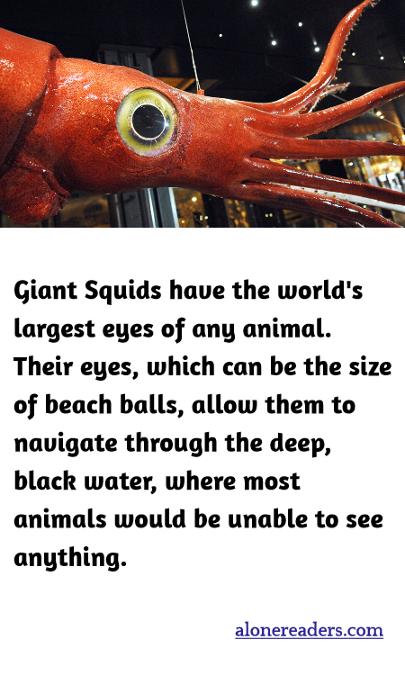 Giant Squids have the world's largest eyes of any animal. Their eyes, which can be the size of beach balls, allow them to navigate through the deep, black water, where most animals would be unable to see anything.