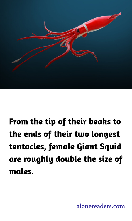 From the tip of their beaks to the ends of their two longest tentacles, female Giant Squid are roughly double the size of males.