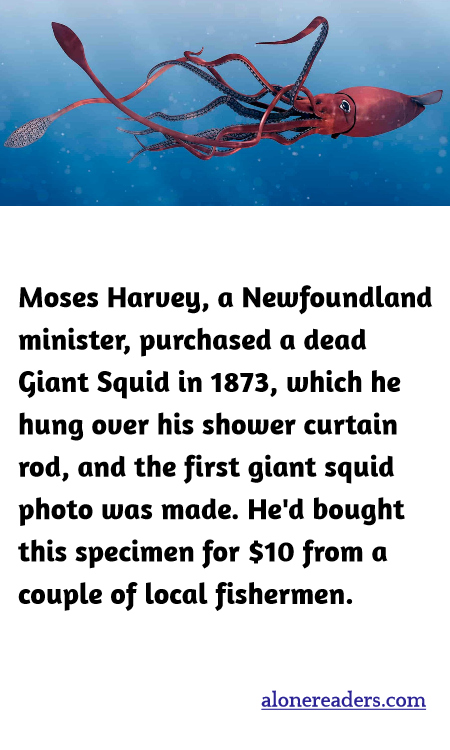 Moses Harvey, a Newfoundland minister, purchased a dead Giant Squid in 1873, which he hung over his shower curtain rod, and the first giant squid photo was made. He'd bought this specimen for $10 from a couple of local fishermen.