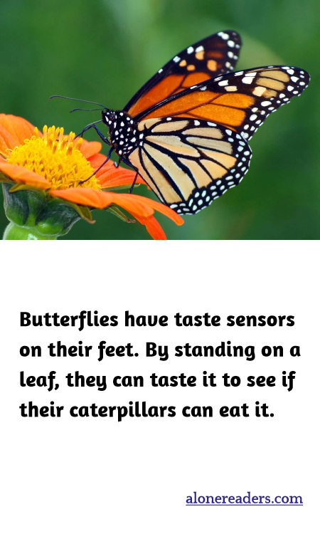 Butterflies have taste sensors on their feet. By standing on a leaf, they can taste it to see if their caterpillars can eat it.
