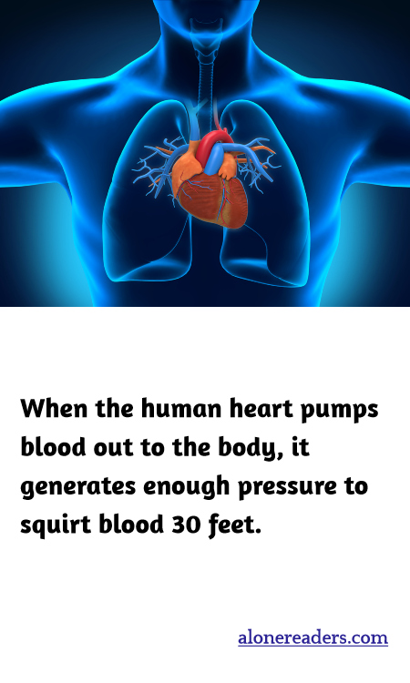 When the human heart pumps blood out to the body, it generates enough pressure to squirt blood 30 feet.