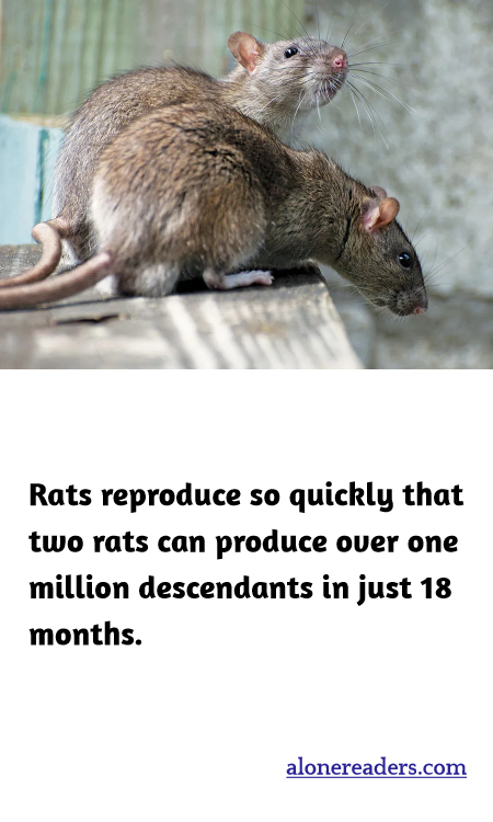 Rats reproduce so quickly that two rats can produce over one million descendants in just 18 months.