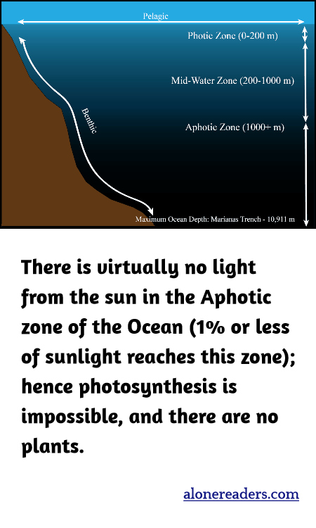 There is virtually no light from the sun in the Aphotic zone of the Ocean (1% or less of sunlight reaches this zone); hence photosynthesis is impossible, and there are no plants.