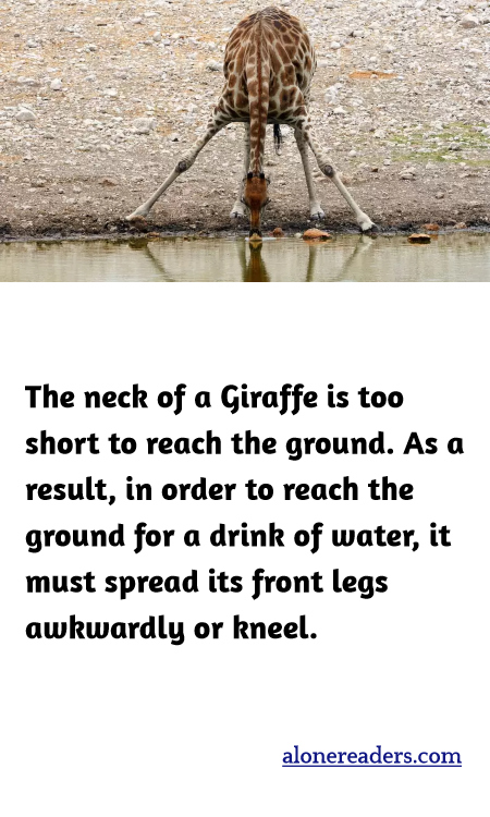 The neck of a Giraffe is too short to reach the ground. As a result, in order to reach the ground for a drink of water, it must spread its front legs awkwardly or kneel.