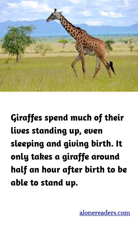 Giraffes spend much of their lives standing up, even sleeping and giving birth. It only takes a giraffe around half an hour after birth to be able to stand up.