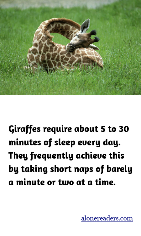 Giraffes require about 5 to 30 minutes of sleep every day. They frequently achieve this by taking short naps of barely a minute or two at a time.