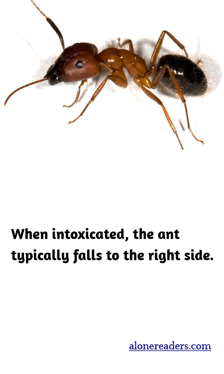 When intoxicated, the ant typically falls to the right side.
