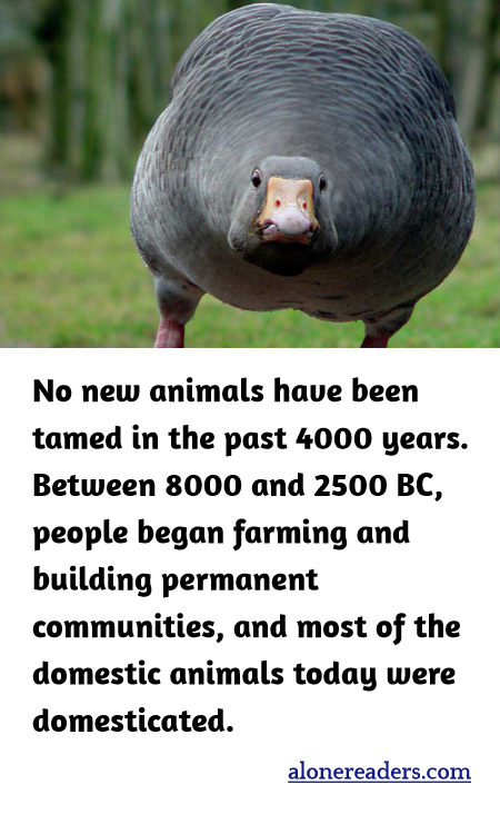 No new animals have been tamed in the past 4000 years. Between 8000 and 2500 BC, people began farming and building permanent communities, and most of the domestic animals today were domesticated.