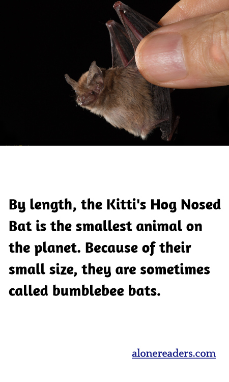 By length, the Kitti's Hog Nosed Bat is the smallest animal on the planet. Because of their small size, they are sometimes called bumblebee bats.