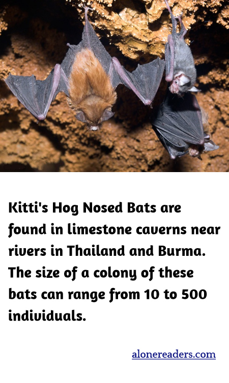 Kitti's Hog Nosed Bats are found in limestone caverns near rivers in Thailand and Burma. The size of a colony of these bats can range from 10 to 500 individuals.