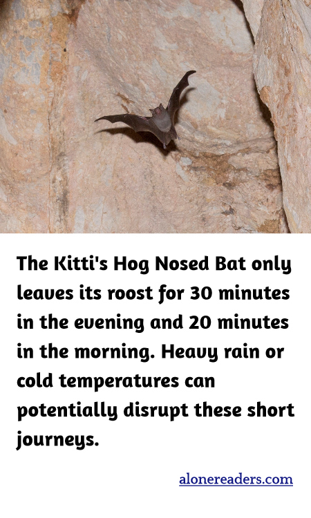 The Kitti's Hog Nosed Bat only leaves its roost for 30 minutes in the evening and 20 minutes in the morning. Heavy rain or cold temperatures can potentially disrupt these short journeys.