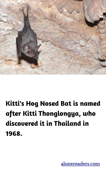 Kitti's Hog Nosed Bat is named after Kitti Thonglongya, who discovered it in Thailand in 1968.