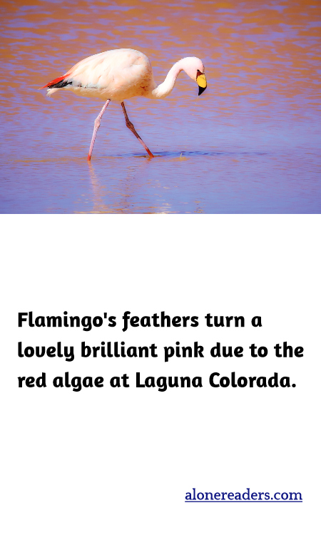 Flamingo's feathers turn a lovely brilliant pink due to the red algae at Laguna Colorada.
