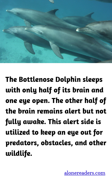 General Knowledge Learning Cards