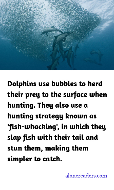 Dolphins use bubbles to herd their prey to the surface when hunting. They also use a hunting strategy known as 'fish-whacking,' in which they slap fish with their tail and stun them, making them simpler to catch.