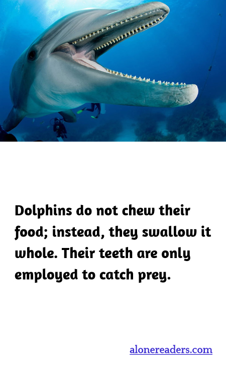 Dolphins do not chew their food; instead, they swallow it whole. Their teeth are only employed to catch prey.