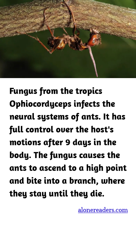 General Knowledge Learning Cards