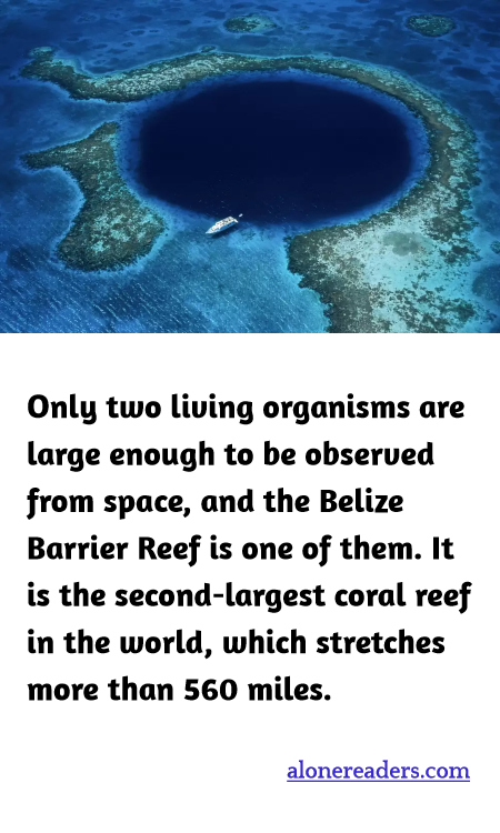 Only two living organisms are large enough to be observed from space, and the Belize Barrier Reef is one of them. It is the second-largest coral reef in the world, which stretches more than 560 miles.