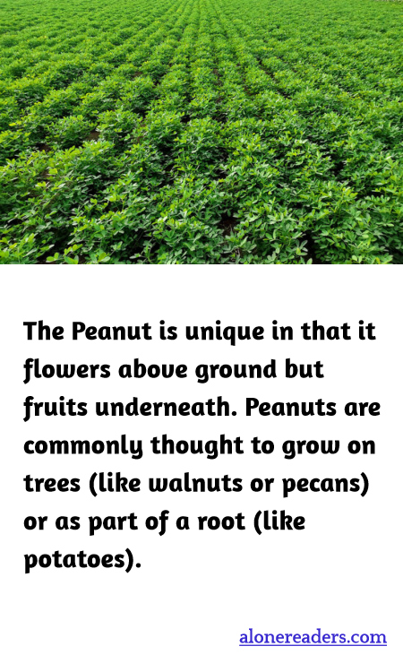 General Knowledge Learning Cards