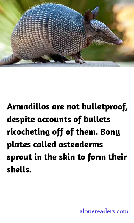 General Knowledge Learning Cards