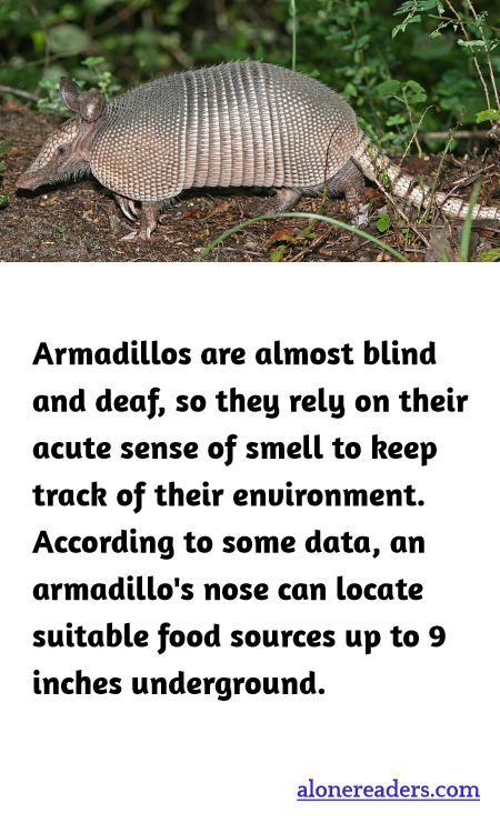 General Knowledge Learning Cards