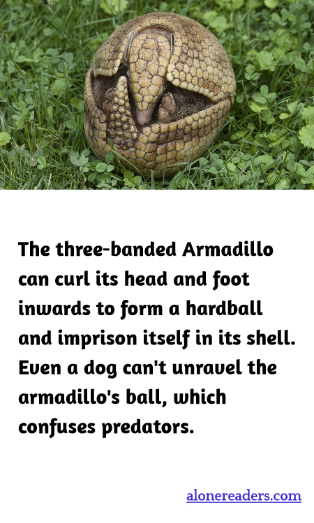 General Knowledge Learning Cards