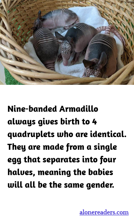 Nine-banded Armadillo always gives birth to 4 quadruplets who are identical. They are made from a single egg that separates into four halves, meaning the babies will all be the same gender.