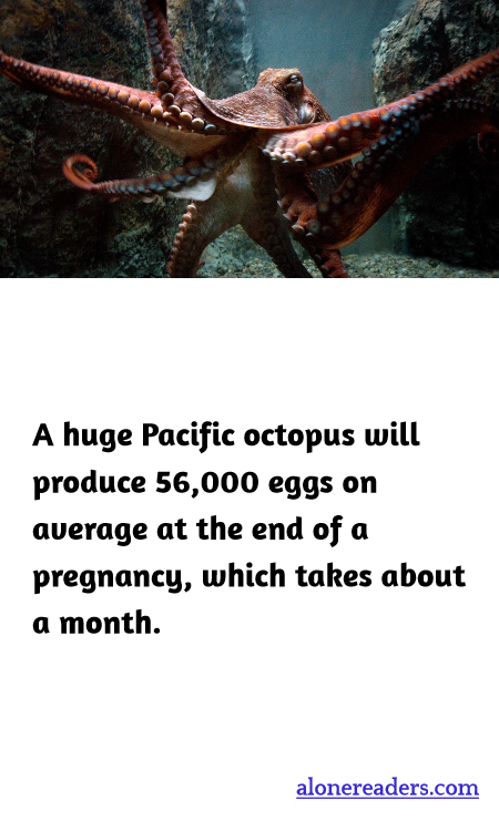 General Knowledge Learning Cards