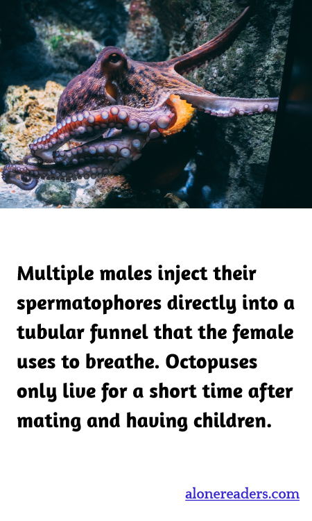 Multiple males inject their spermatophores directly into a tubular funnel that the female uses to breathe. Octopuses only live for a short time after mating and having children.
