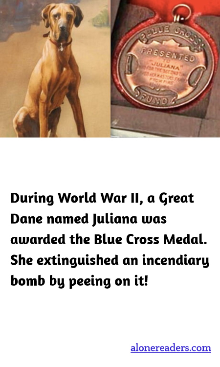 General Knowledge Learning Cards