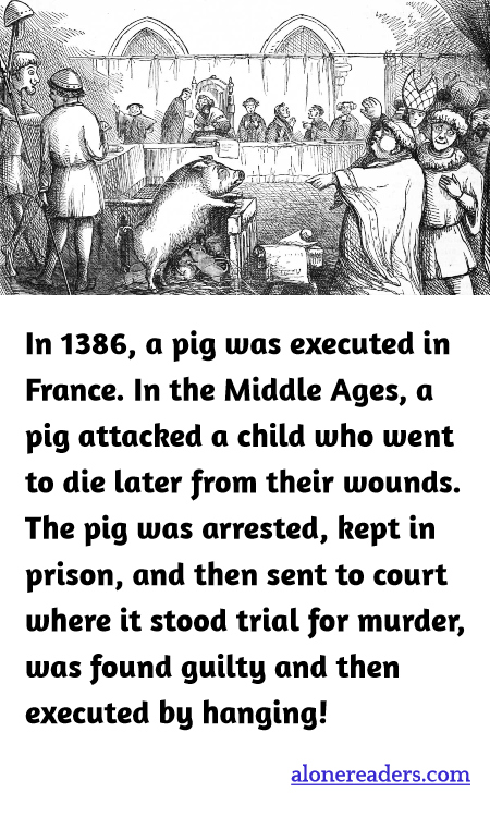 General Knowledge Learning Cards