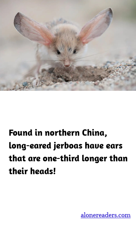 Found in northern China, long-eared jerboas have ears that are one-third longer than their heads!