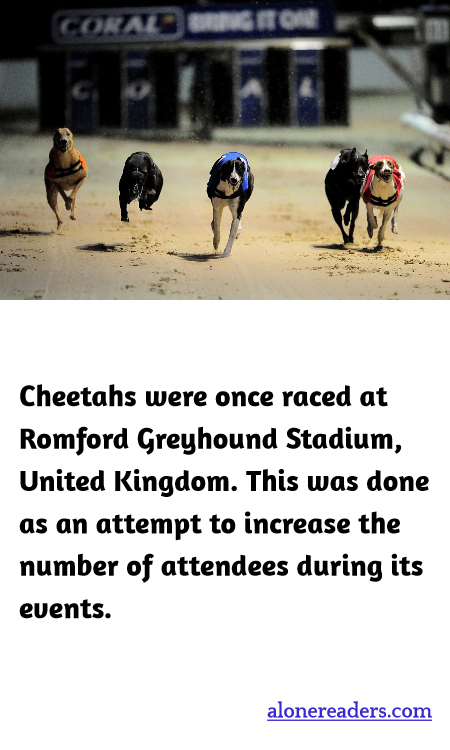 Cheetahs were once raced at Romford Greyhound Stadium, United Kingdom. This was done as an attempt to increase the number of attendees during its events.