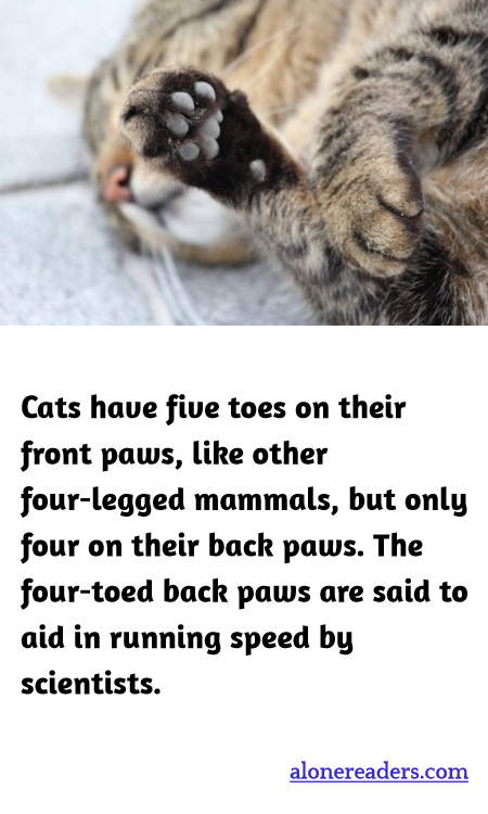 General Knowledge Learning Cards