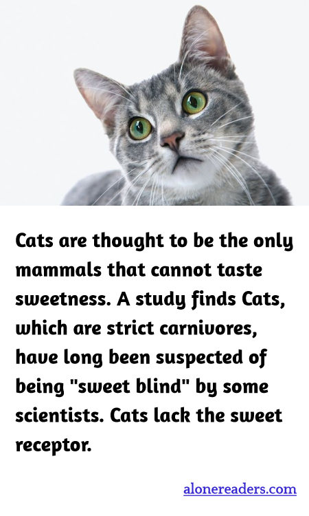 General Knowledge Learning Cards