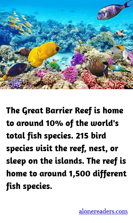 General Knowledge Learning Cards