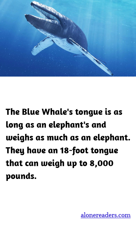 General Knowledge Learning Cards